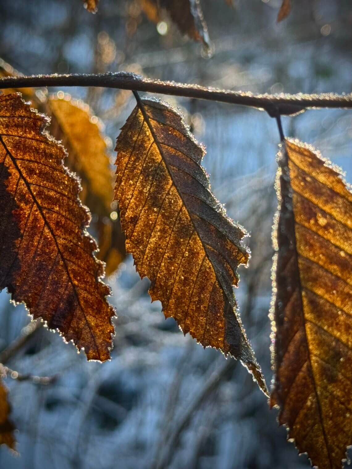 Nahaufnahme von Buchenblättern im Gegenlicht der Wintersonne bei Frost