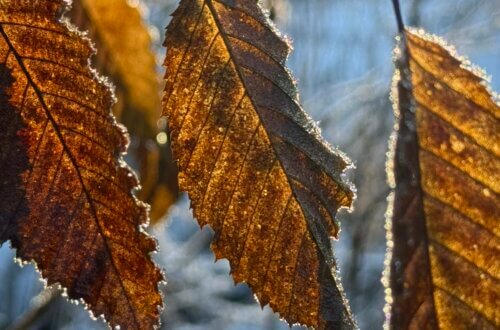 Nahaufnahme von Buchenblättern im Gegenlicht der Wintersonne bei Frost