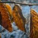 Nahaufnahme von Buchenblättern im Gegenlicht der Wintersonne bei Frost