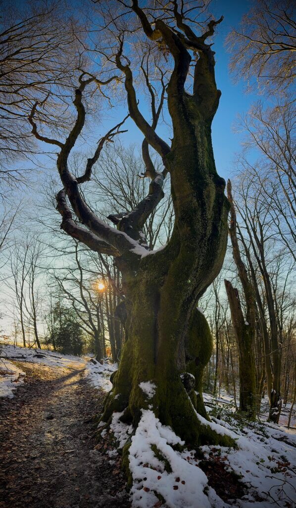 Mystisch gewachsener Baum
