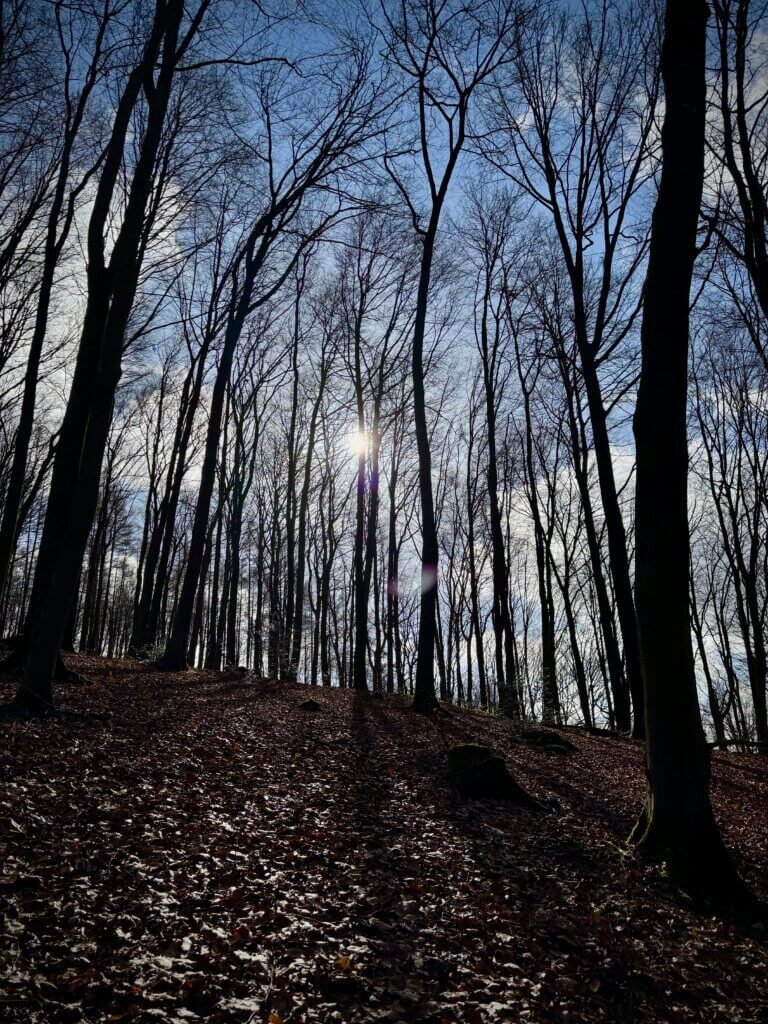 Gegenlichtaufnahme von Bäumen im Wald