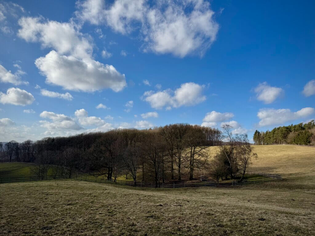 Blick über einen bewaldeten Hügel
