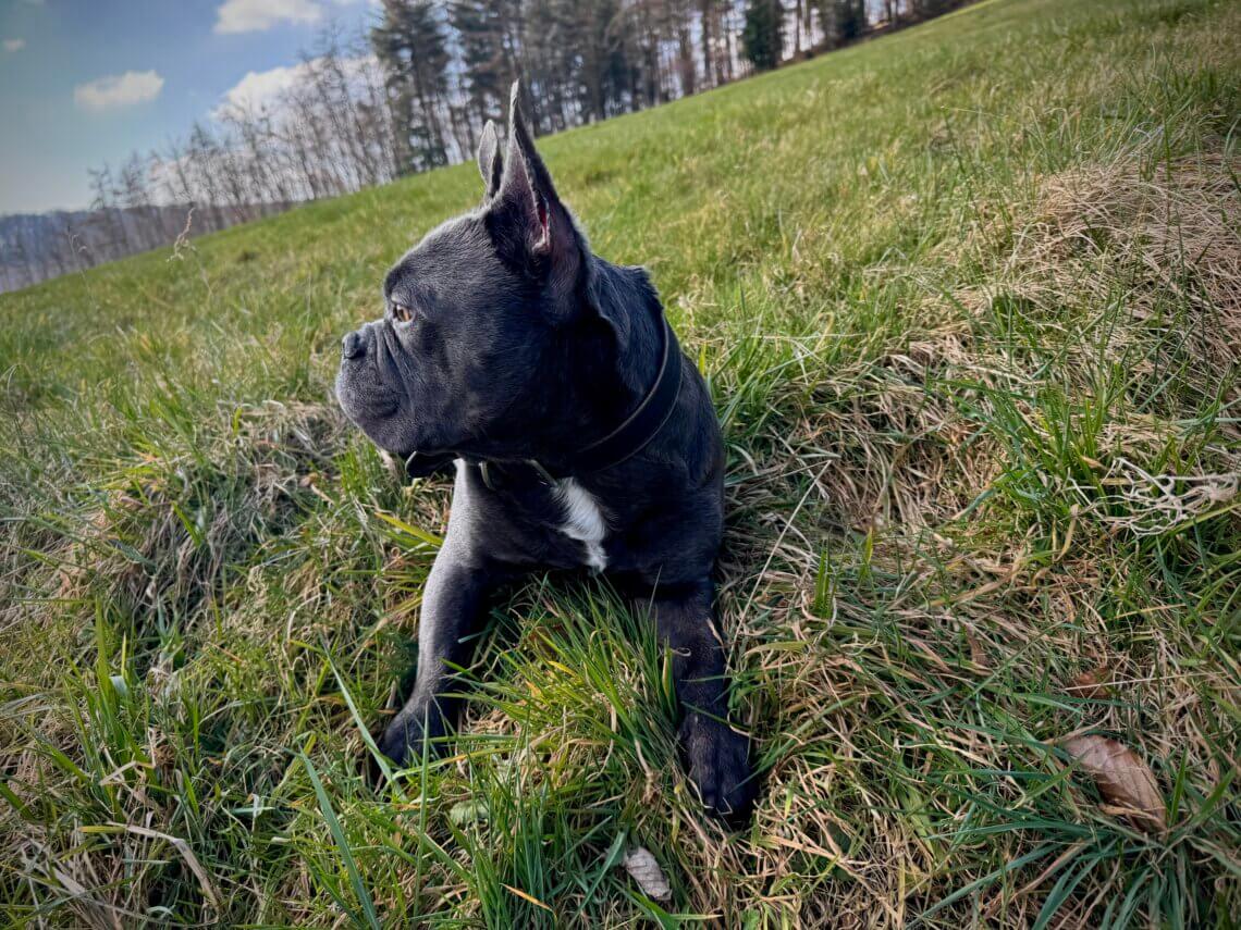 Französische Bulldogge auf Frühlingswiese – entspannter Hund blickt aufmerksam über grüne Naturkulisse bei Sonnenschein. Monatsrückblick März. Ich hau die Kohle raus.