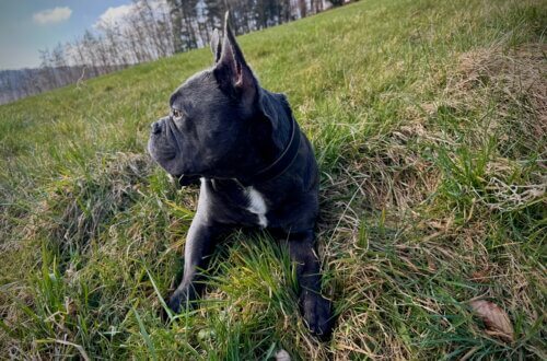 Französische Bulldogge auf Frühlingswiese – entspannter Hund blickt aufmerksam über grüne Naturkulisse bei Sonnenschein. Monatsrückblick März. Ich hau die Kohle raus.