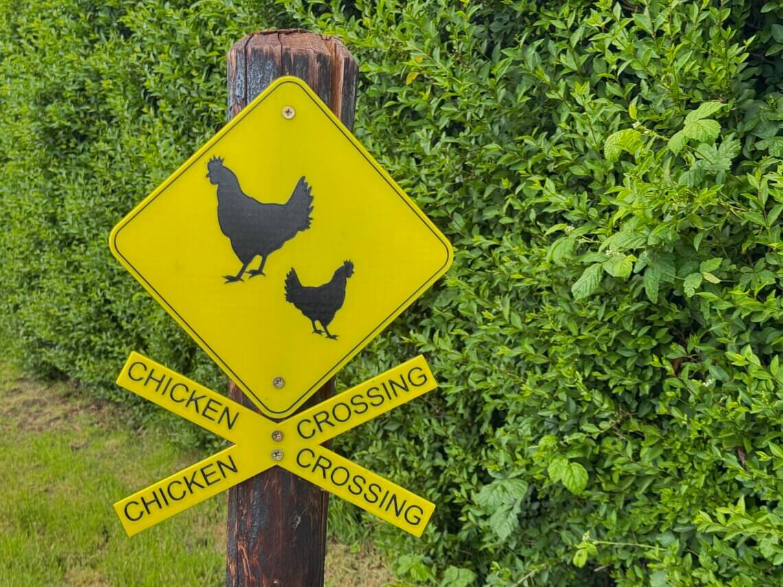 Ein gelbes Verkehrsschild an einem Holzpfosten zeigt zwei schwarze Hühnersilhouetten, eine große und eine kleine. Darunter sind vier kleinere gelbe Schilder angebracht, jeweils mit der Aufschrift „Chicken Crossing“. Im Hintergrund ist eine dichte grüne Hecke zu sehen. Radtour Kevelaer, Niederrhein