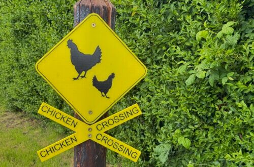 Ein gelbes Verkehrsschild an einem Holzpfosten zeigt zwei schwarze Hühnersilhouetten, eine große und eine kleine. Darunter sind vier kleinere gelbe Schilder angebracht, jeweils mit der Aufschrift „Chicken Crossing“. Im Hintergrund ist eine dichte grüne Hecke zu sehen. Radtour Kevelaer, Niederrhein