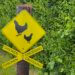 Ein gelbes Verkehrsschild an einem Holzpfosten zeigt zwei schwarze Hühnersilhouetten, eine große und eine kleine. Darunter sind vier kleinere gelbe Schilder angebracht, jeweils mit der Aufschrift „Chicken Crossing“. Im Hintergrund ist eine dichte grüne Hecke zu sehen. Radtour Kevelaer, Niederrhein