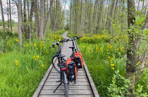 Zwei Fahrräder mit roten Packtaschen stehen auf einem schmalen hölzernen Stegweg, der durch einen grünen Auwald mit hohen Bäumen und blühenden gelben Schwertlilien führt. Die Szene wirkt ruhig und naturverbunden bei hellem Tageslicht. Radtour Kevelaer
