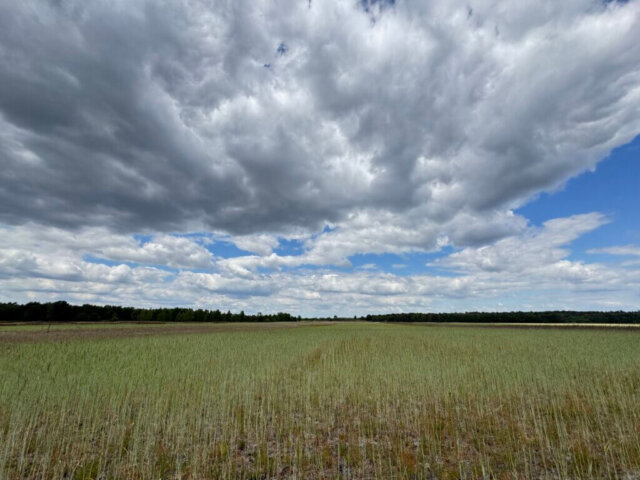 Weites Getreidefeld unter einem dramatisch bewölkten Himmel mit tiefhängenden, grauen Wolken und einzelnen blauen Himmelsflecken. Am Horizont ist eine Baumreihe zu sehen, die das Feld begrenzt. Die Landschaft wirkt offen und ruhig. Radtour Kevelaer