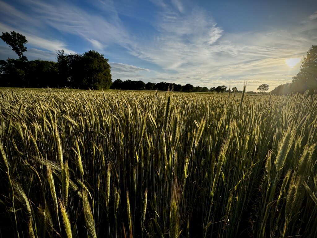 Reifes Getreidefeld im Abendlicht – goldene Ähren eines Weizen- oder Roggenfelds wiegen sich im Wind, während die Sonne tief am Horizont steht und warme Lichtstrahlen über die ländliche Landschaft in Norddeutschland wirft. Schaalseeregion
