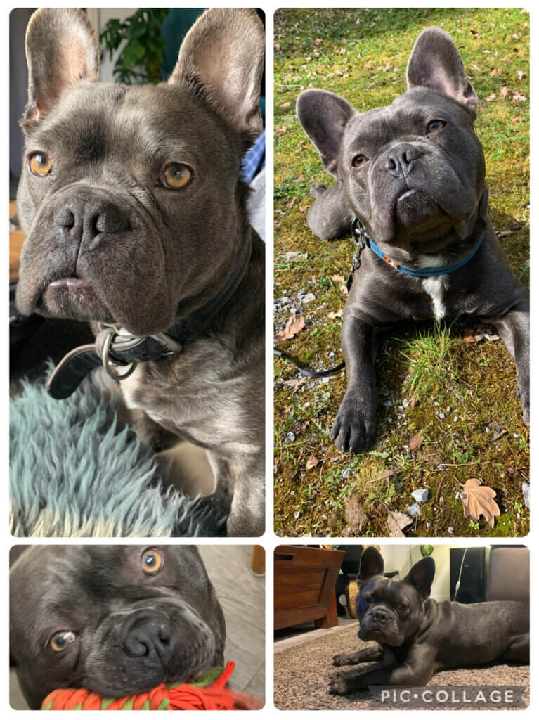 Vier Fotos eines grauen Französischen Bulldoggen-Rüden mit kurzem Fell, großen Stehohren und markantem Gesichtsausdruck. Das Collage-Bild zeigt ihn in verschiedenen Situationen – aufmerksam sitzend auf einem Teppich, verspielt mit einem Seilspielzeug, neugierig im Gras und aus nächster Nähe mit konzentriertem Blick. willkommen im Bootcamp.