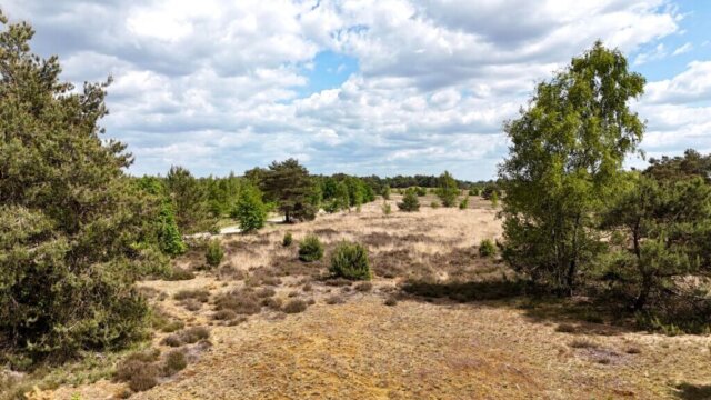 Weite Heidelandschaft mit trockenem Gras, niedrigem Heidebewuchs und vereinzelten Kiefern und Birken unter einem leicht bewölkten Himmel. Ein schmaler Sandweg schlängelt sich durch das Gelände, das von grünem Wald am Horizont eingerahmt wird. Radtour Kevelaer