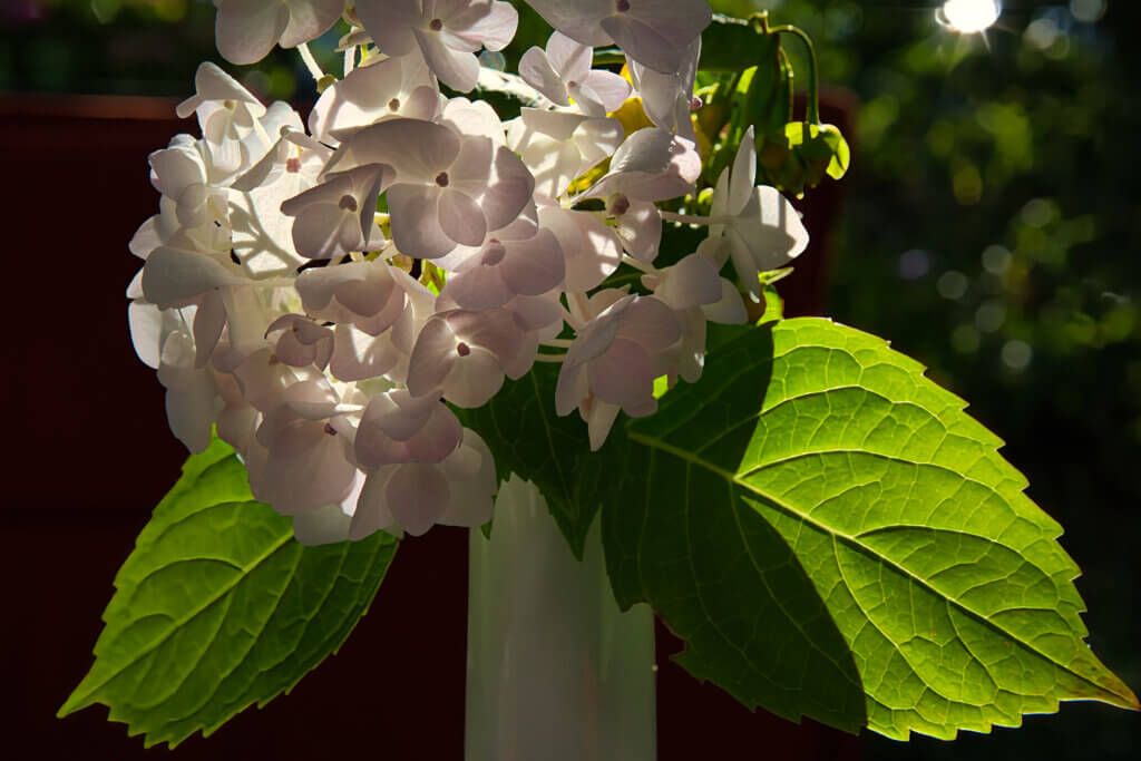 Nahaufnahme einer hellrosa Hortensienblüte mit zarten Blütenblättern, beleuchtet von Sonnenlicht, vor dunkelgrünem Hintergrund und großen grünen Blättern – Symbol für Sommer, Gartenblumen und natürliche Schönheit.
