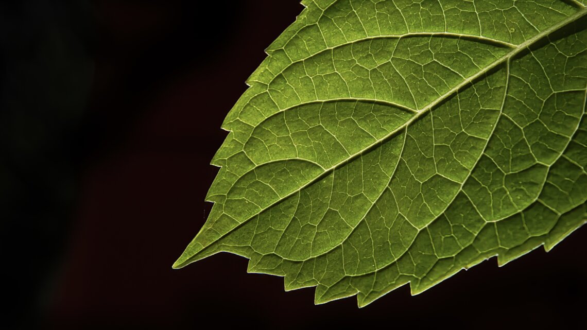 Makroaufnahme eines grünen Blattes mit deutlich sichtbarer Blattstruktur, Adern und gezacktem Blattrand, beleuchtet vor dunklem Hintergrund – Symbol für Natur, Pflanzenwelt und ökologische Details.