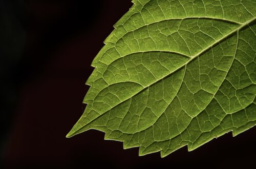 Makroaufnahme eines grünen Blattes mit deutlich sichtbarer Blattstruktur, Adern und gezacktem Blattrand, beleuchtet vor dunklem Hintergrund – Symbol für Natur, Pflanzenwelt und ökologische Details.