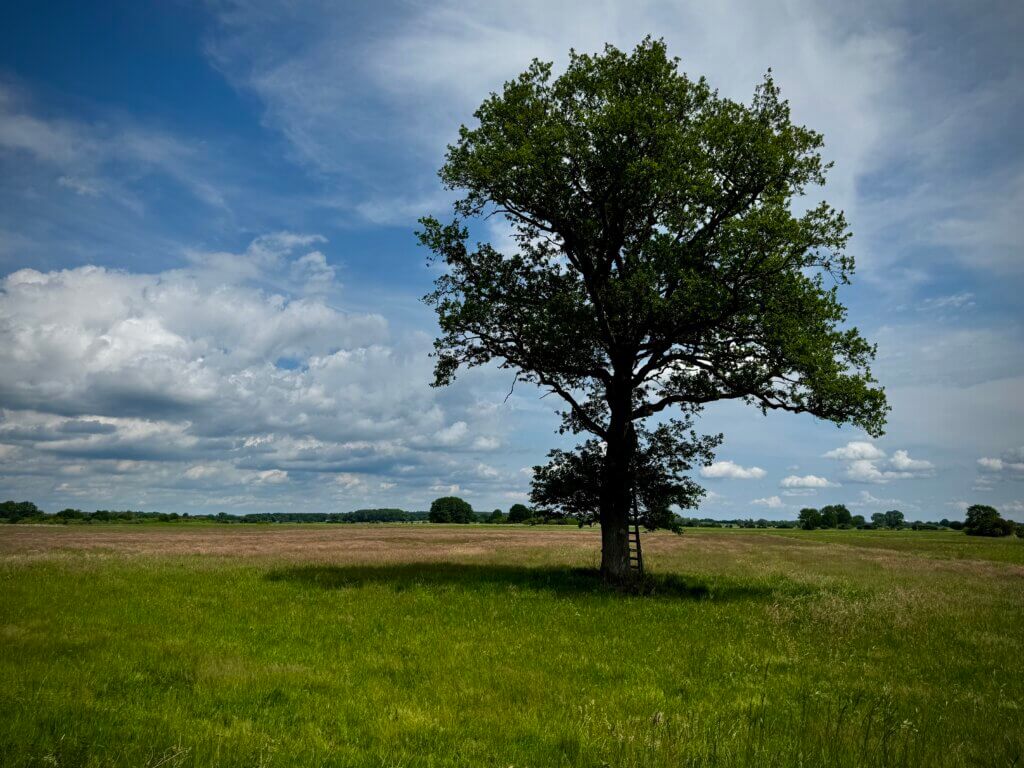 Einzelner großer Baum mit Hochsitz auf weiter Wiese unter blauem Himmel – der alte Laubbaum wirft einen markanten Schatten auf die grüne Sommerlandschaft in Norddeutschland, im Hintergrund weite Felder und malerische Wolkenformationen.