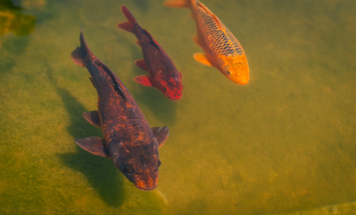 Drei Kois in einem Teich