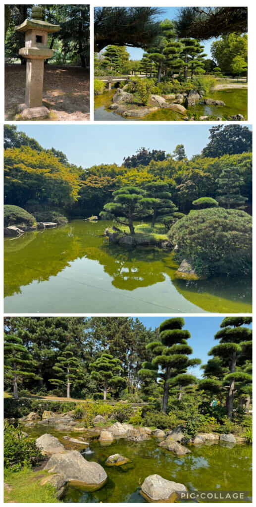 Japanischer Garten mit Teich, Kiefern, Felsen und Steinlaterne bei Sonnenschein