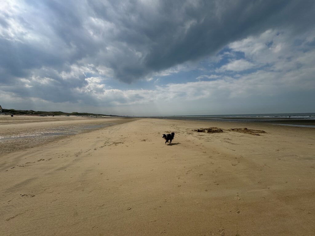 Weiter Sandstrand bei De Haan an der belgischen Nordseeküste mit Hund, Wolken und zurückgezogenem Meer.