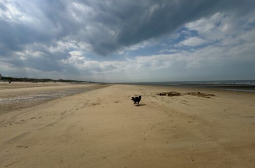 Weiter Sandstrand bei De Haan an der belgischen Nordseeküste mit Hund, Wolken und zurückgezogenem Meer.