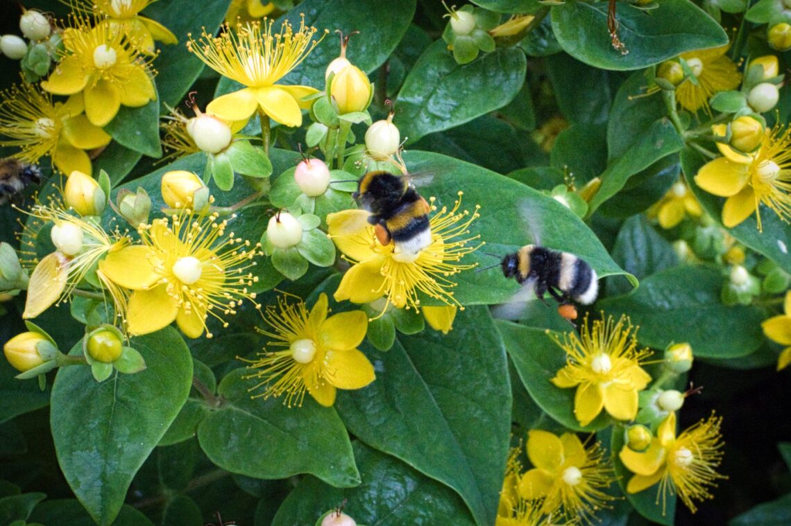 Nahaufnahme zweier dicker Hummel, die auf einer gelben Blüte des Johanniskraut-Busches sitzt.
