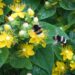 Nahaufnahme zweier dicker Hummel, die auf einer gelben Blüte des Johanniskraut-Busches sitzt.
