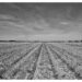 Gerade Ackerfurchen laufen auf einen Fluchtpunkt zu, am Horizont Dorfsilhouette mit Bäumen, dramatischer Wolkenhimmel, Schwarzweiß-Landschaftsfotografie
