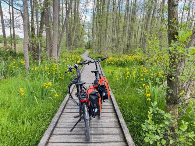 Zwei Fahrräder mit roten Packtaschen stehen auf einem schmalen hölzernen Stegweg, der durch einen grünen Auwald mit hohen Bäumen und blühenden gelben Schwertlilien führt. Die Szene wirkt ruhig und naturverbunden bei hellem Tageslicht. Radtour Kevelaer