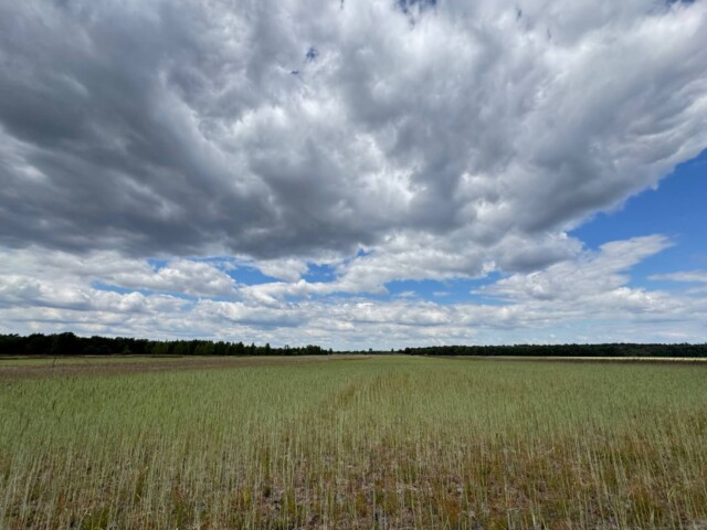 Weites Getreidefeld unter einem dramatisch bewölkten Himmel mit tiefhängenden, grauen Wolken und einzelnen blauen Himmelsflecken. Am Horizont ist eine Baumreihe zu sehen, die das Feld begrenzt. Die Landschaft wirkt offen und ruhig. Radtour Kevelaer