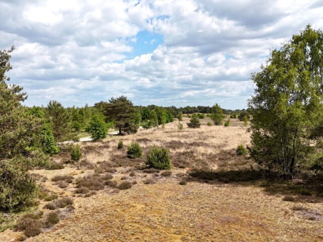 Weite Heidelandschaft mit trockenem Gras, niedrigem Heidebewuchs und vereinzelten Kiefern und Birken unter einem leicht bewölkten Himmel. Ein schmaler Sandweg schlängelt sich durch das Gelände, das von grünem Wald am Horizont eingerahmt wird. Radtour Kevelaer