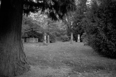 Weitwinkelaufnahme eines alten Friedhofs in Schwarz-Weiß. Im Vordergrund ein mächtiger Baumstamm, im Hintergrund mehrere historische Grabsteine und Säulen, umgeben von dichten, hohen Bäumen. Herbstlaub bedeckt den Boden. Die Szene wirkt ruhig, verlassen und fast märchenhaft verwunschen. Stiller Park Velbert