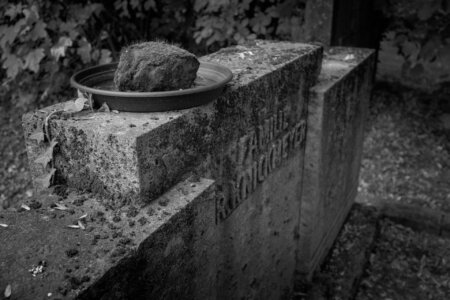 Nahaufnahme eines rechteckigen Grabmals mit Moos, Flechten und wucherndem Efeu. Auf dem Grabstein steht eine flache Schale mit einem bewachsenen Stein darin – wie eine symbolische Miniaturlandschaft. Der Name „Familie Rinckmeyer“ ist seitlich eingemeißelt und kaum noch lesbar. Stiller Park Velbert